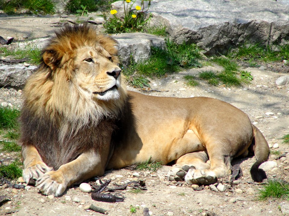 Lion Parc Tête d'Or, Lyon