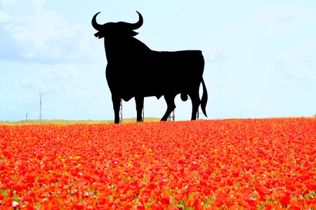 Poppies billboard osborne