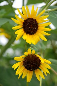 Nature summer sun