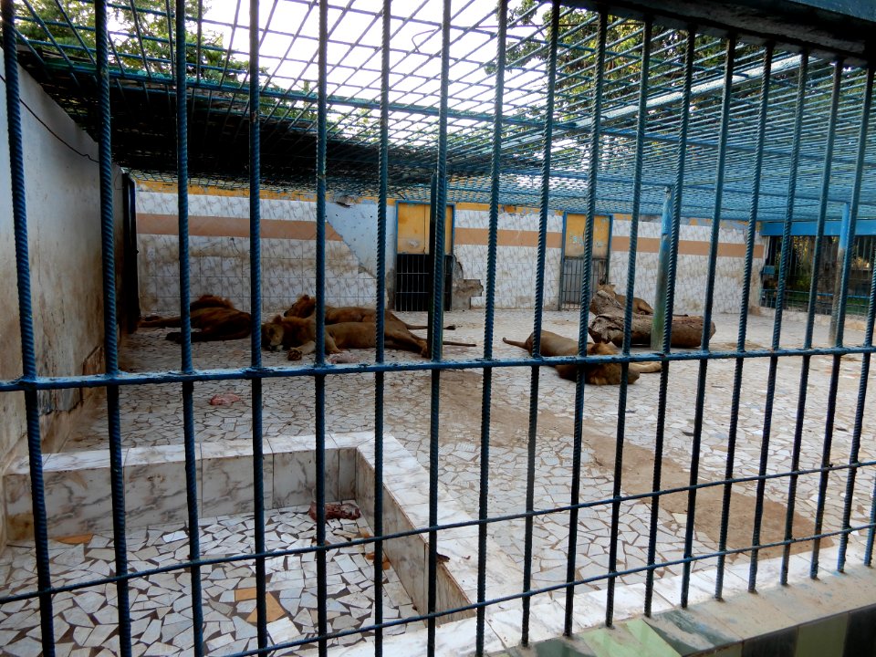 Lions au zoo de Hann