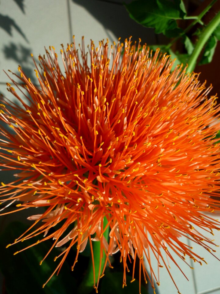 Magnificent flower ball orange