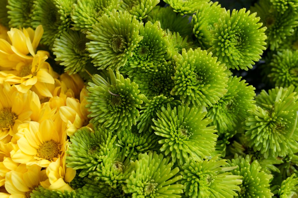 Yellow flower garden