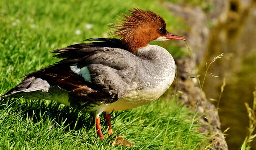 Duck males drake photo