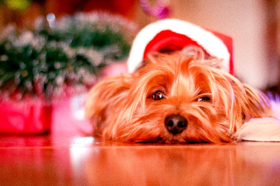 Animals santa hat