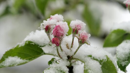 Spring cold coldsnap
