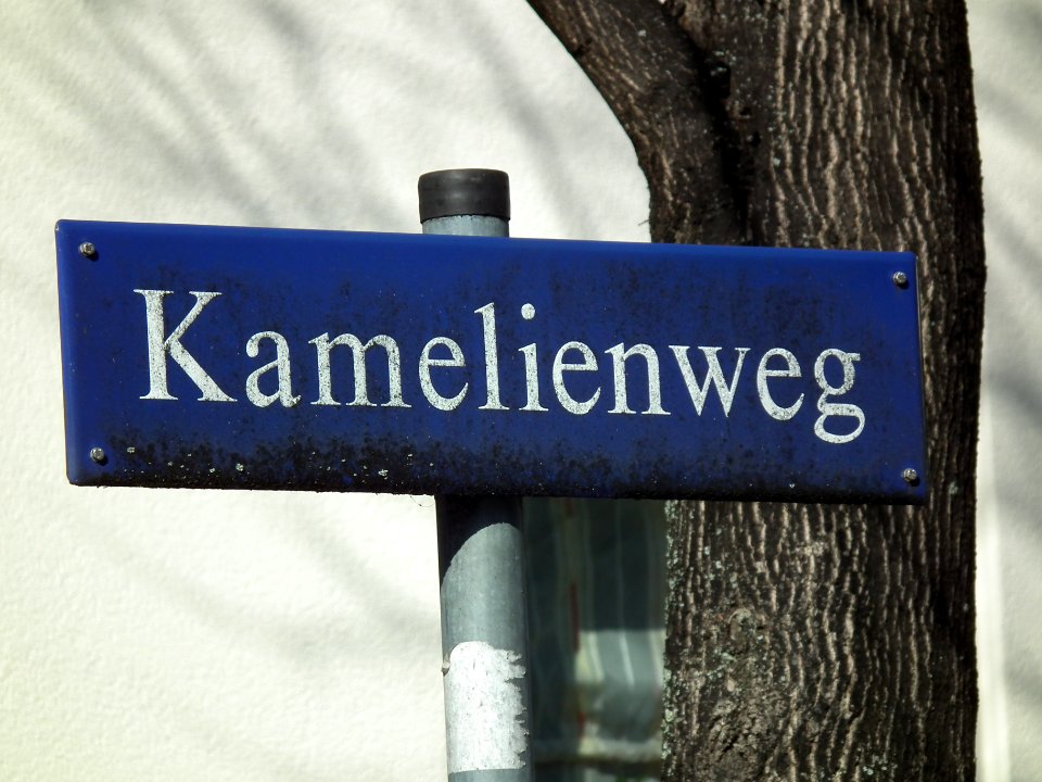 2021-03-06 Kamelienweg, Dresden 02