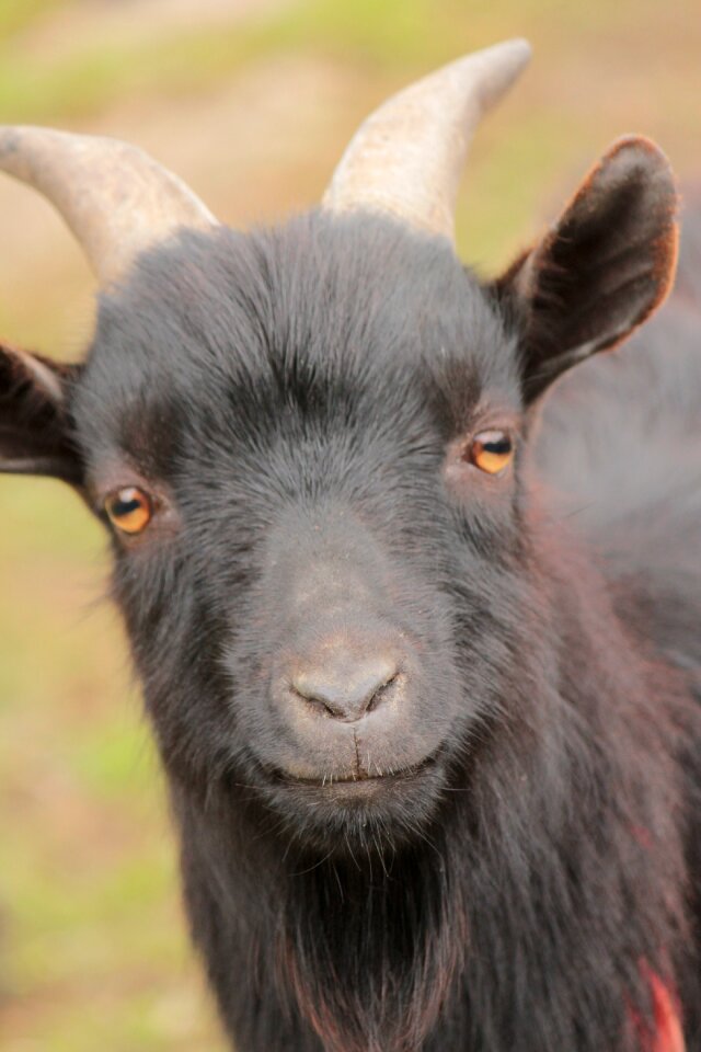 Goat corners farm