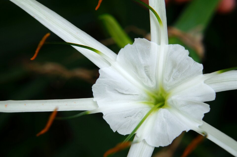 White flowers wing flower buds