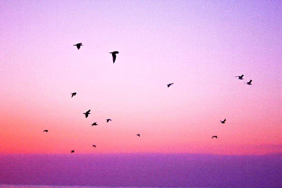 Birds flying animals
