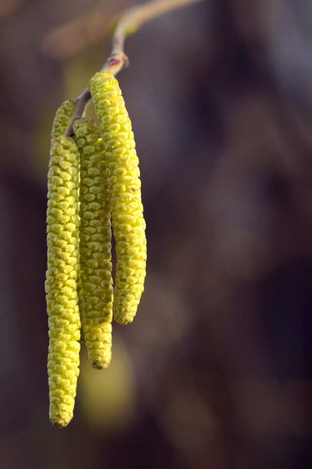 Hazel flower allergy pollen
