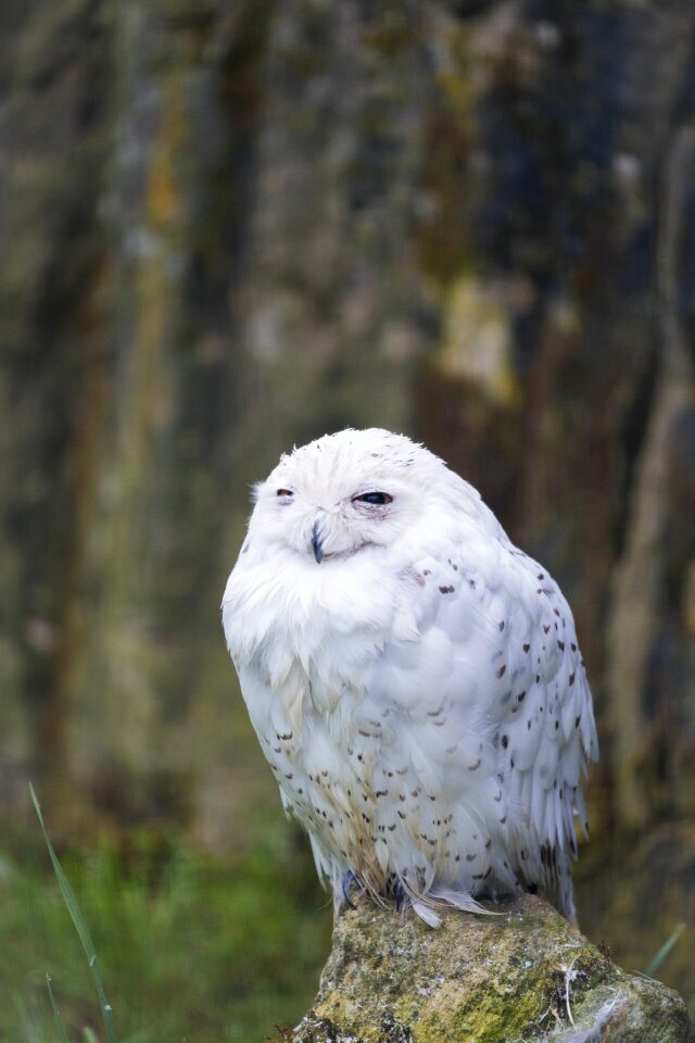 Eagle owl rest sleep