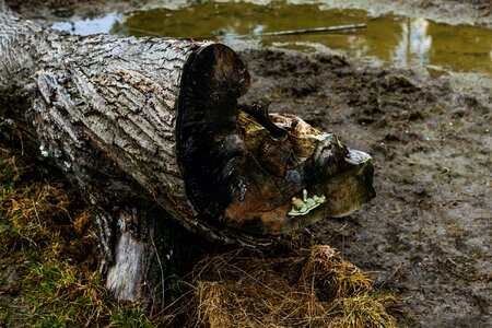 Liptov tribe mud