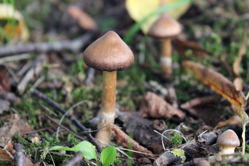 Mushroom nature natural