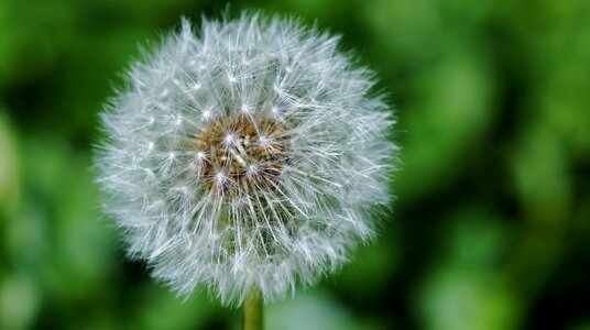 Nature plant flower