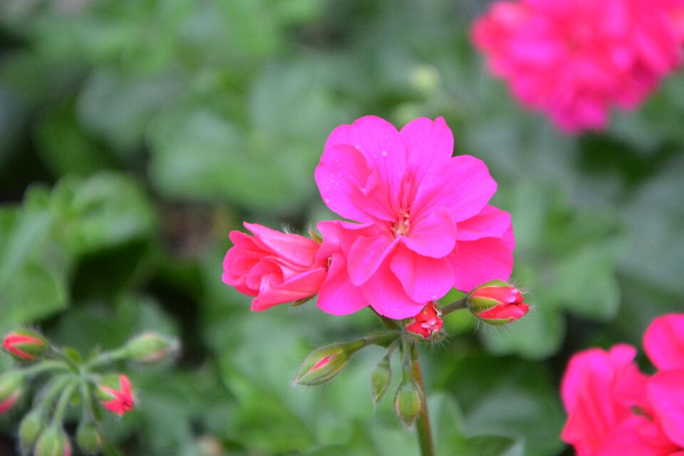 Rose petals flower pink