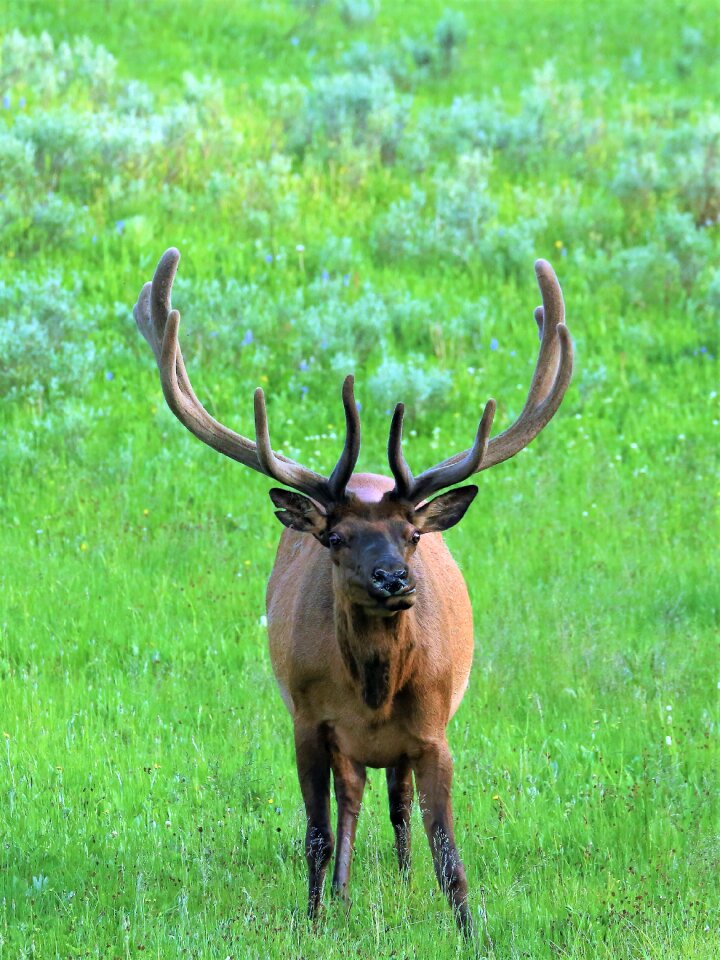 Mammal horn yellowstone