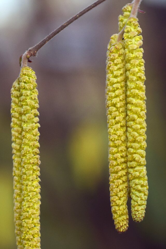 Hazel flower allergy pollen