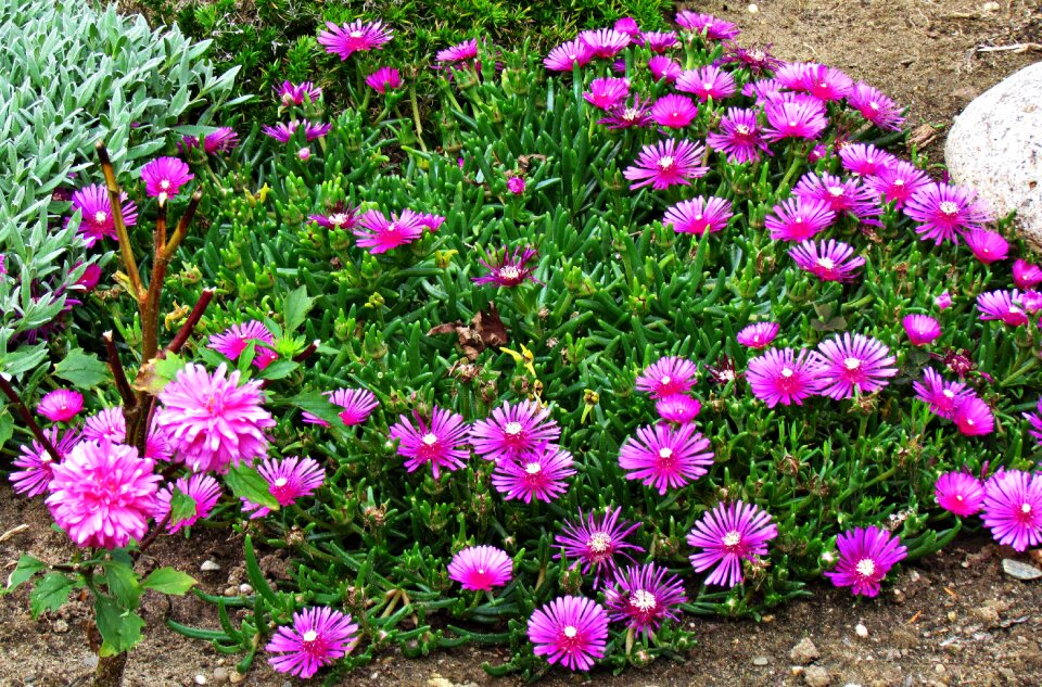 The delicacy small flowers summer