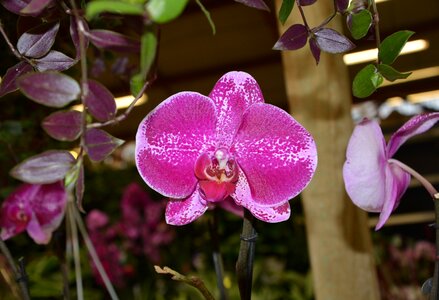 Bright pink pretty decoration photo