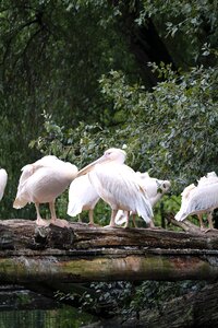 Animal nature plumage