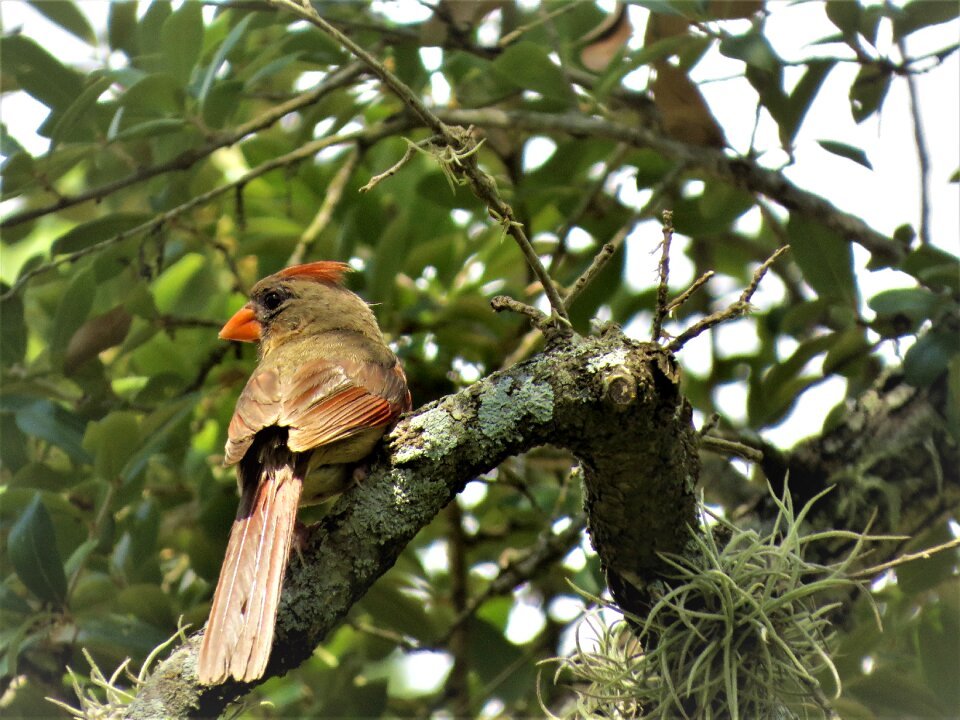 Tree wildlife female cardinal photo
