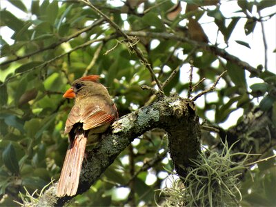 Tree wildlife female cardinal