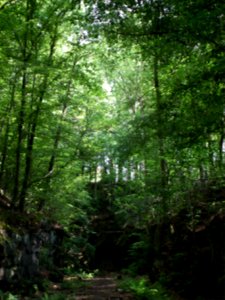 2020-07-18 Cottaer Tunnel, 12