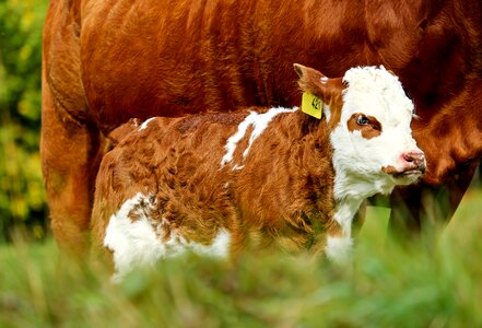 Livestock young calf pasture photo