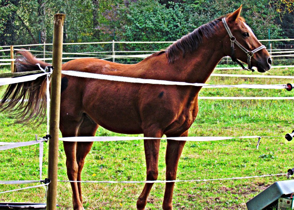 Animals horse nature