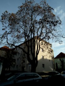 2020-11-14 Siebekingstraße, Dresden 08