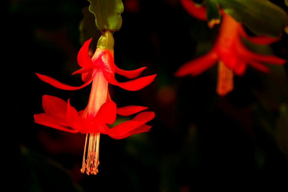 Cactus weihnachtskaktus nature