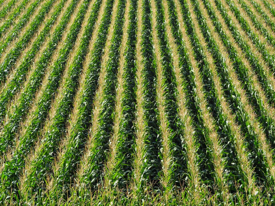 Agriculture arable nature