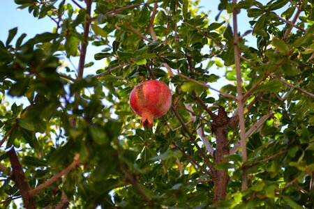 Shrub nature health