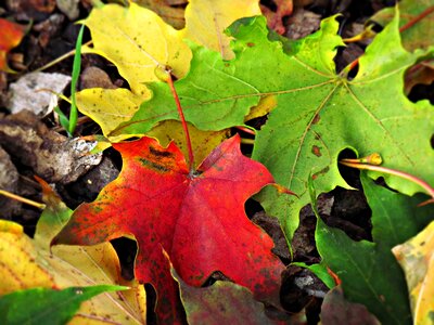 Colors autumn gold yellow leaves