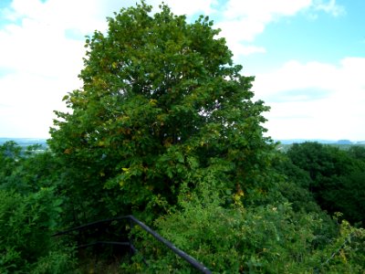 2020-07-18 Cottaer Spitzberg 52