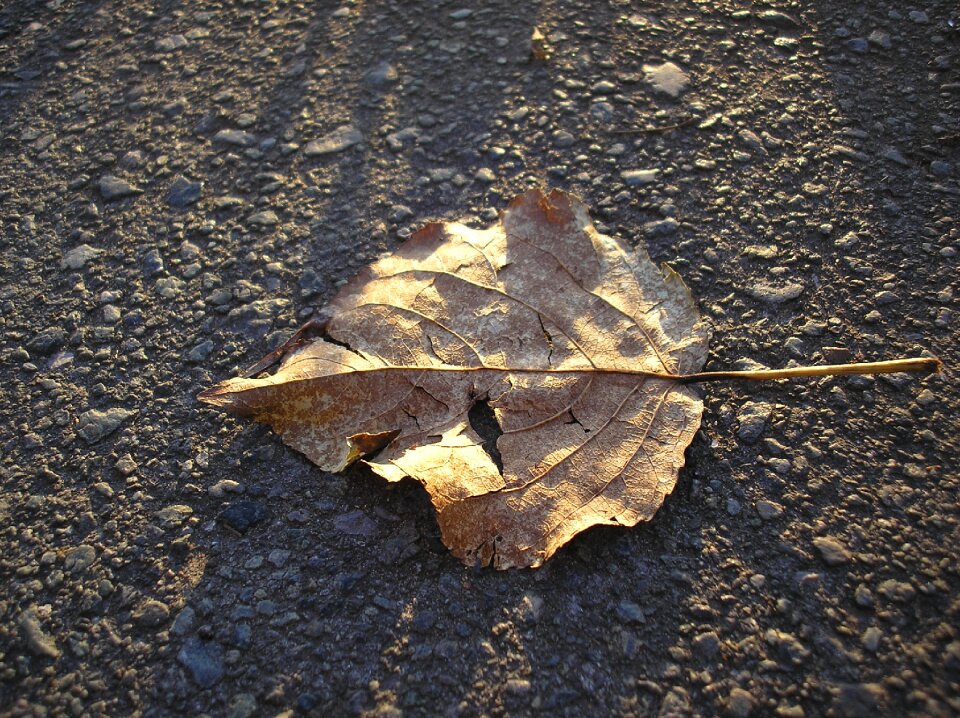 A lone leaf yellowed sheet a fallen leaf