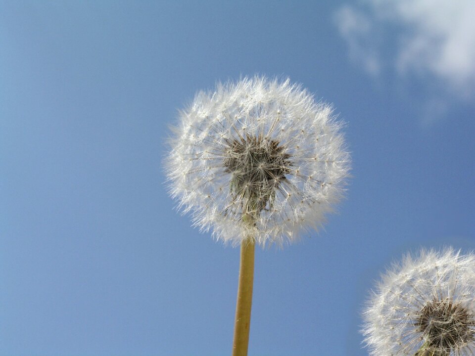 Plant weed seed heads