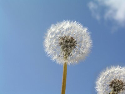 Plant weed seed heads