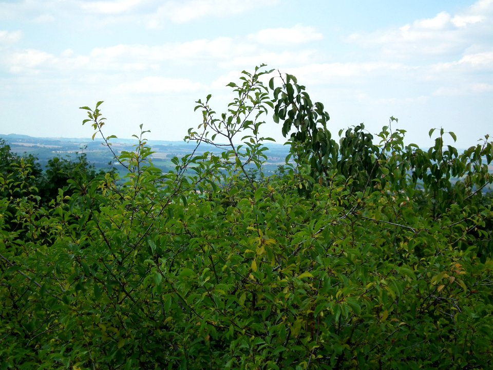 2020-07-18 Cottaer Spitzberg 45