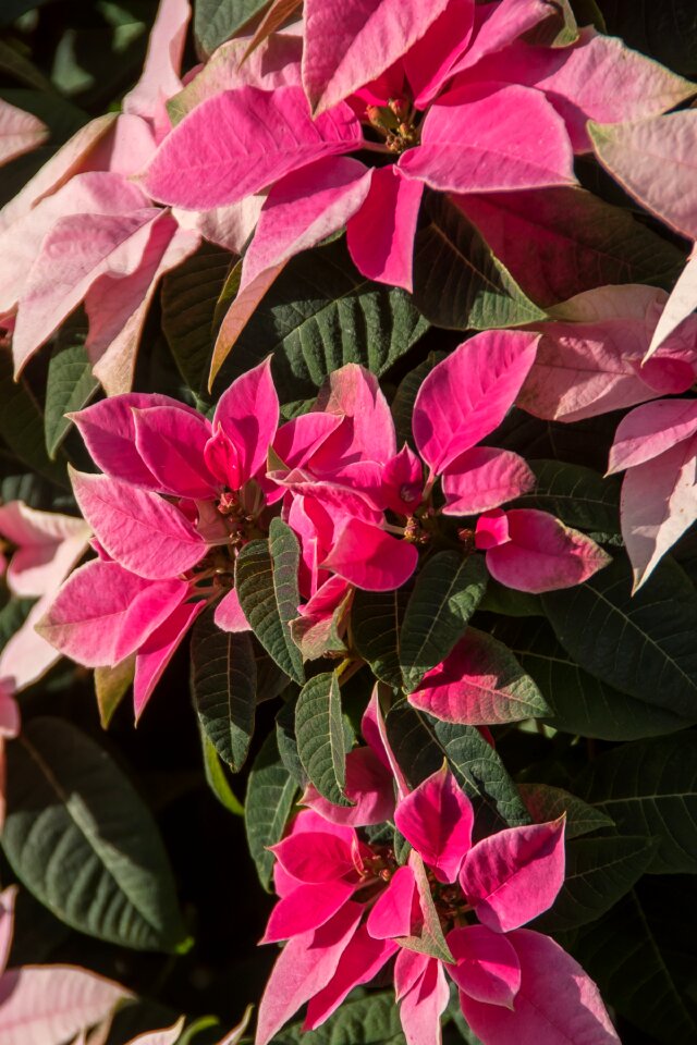 Pink white variegated
