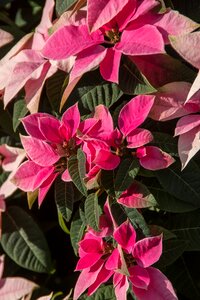 Pink white variegated photo