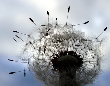 Flower plant seeds