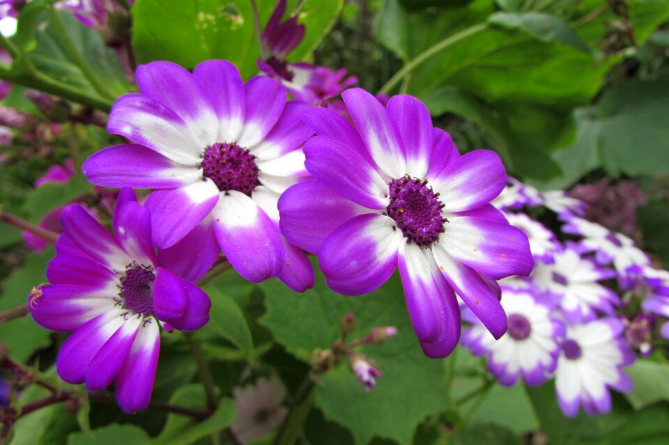 Purple nature flora
