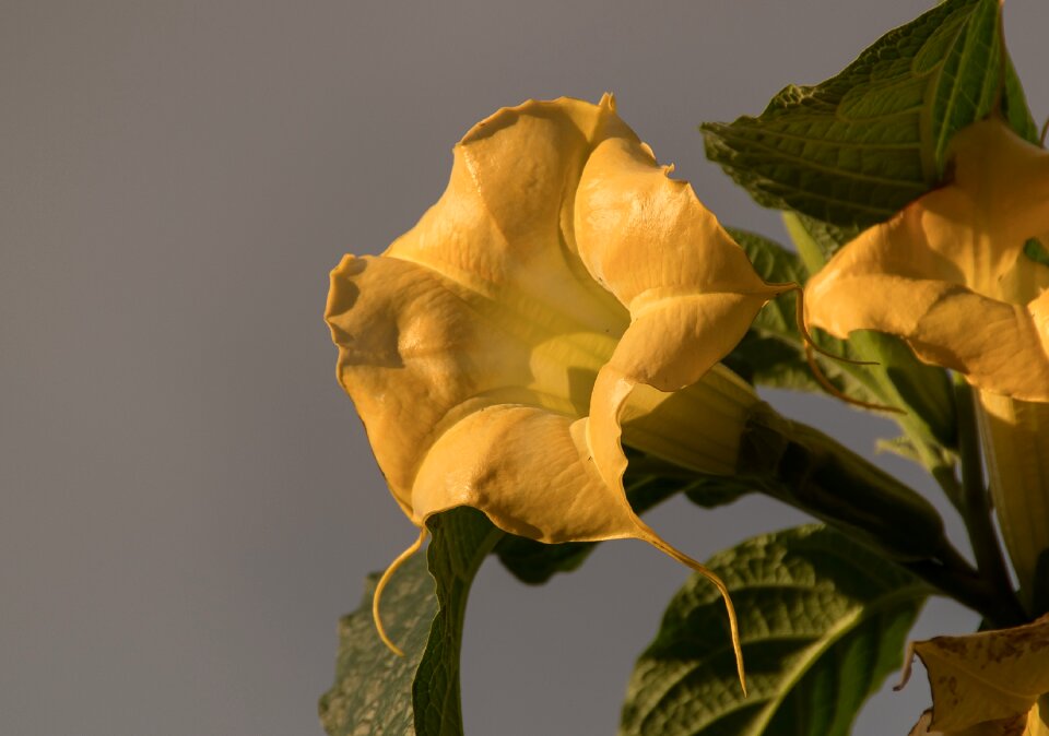 Brugmansia bloom garden