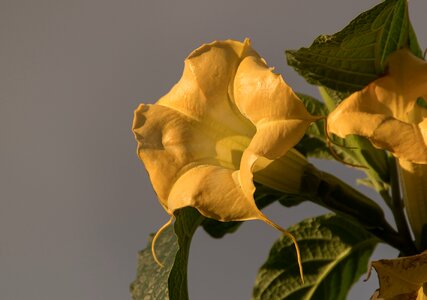 Brugmansia bloom garden photo