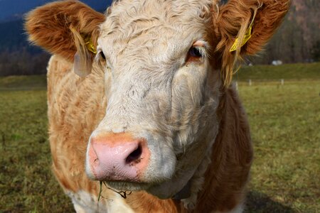 Light brown eat pasture