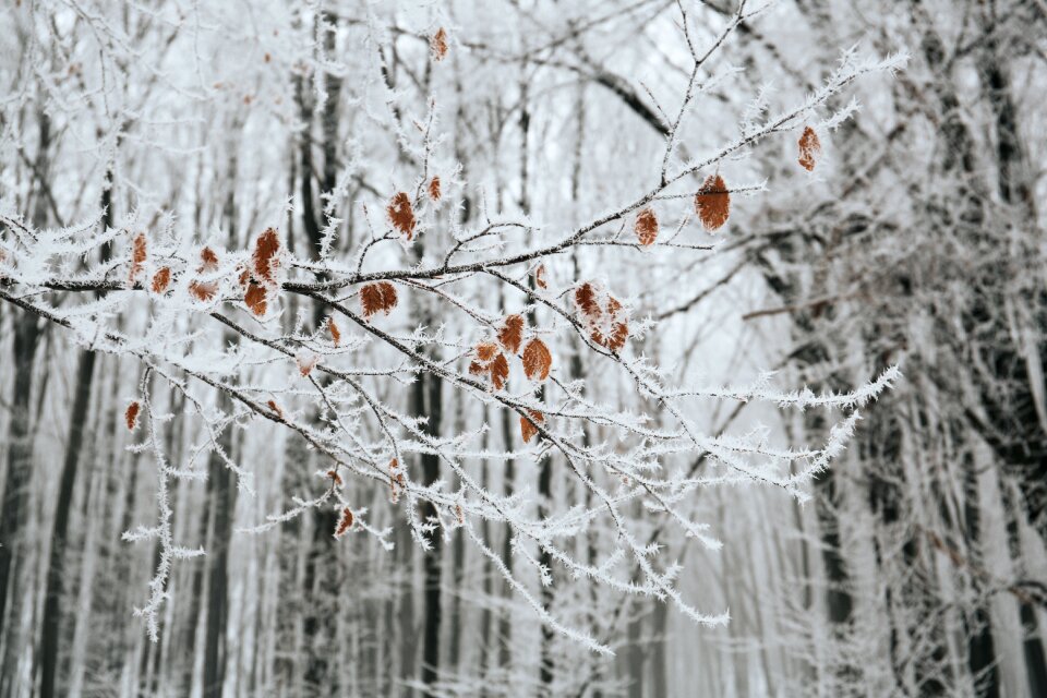 Cold weather ice