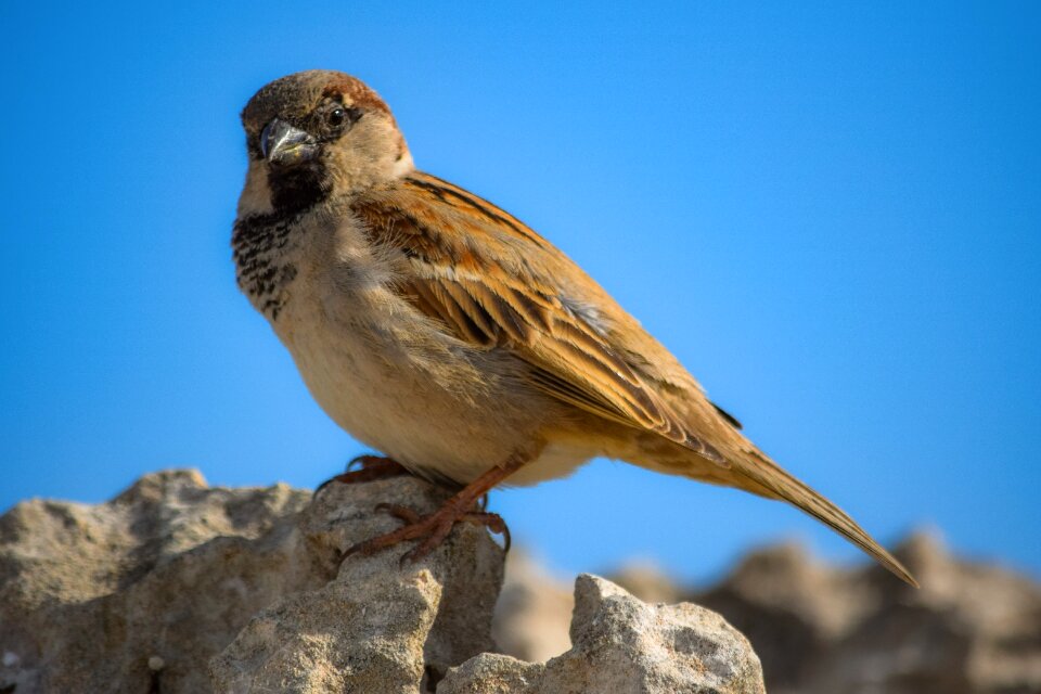 Bird animal outdoors