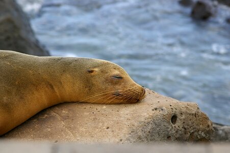 Robbe waters ocean photo