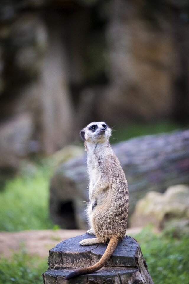 Animal nature mammal